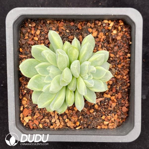 Echeveria Cream Princess Double Heads - Image 2