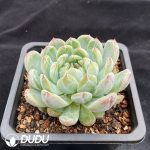 Echeveria Snowflake Jenny - Image 2