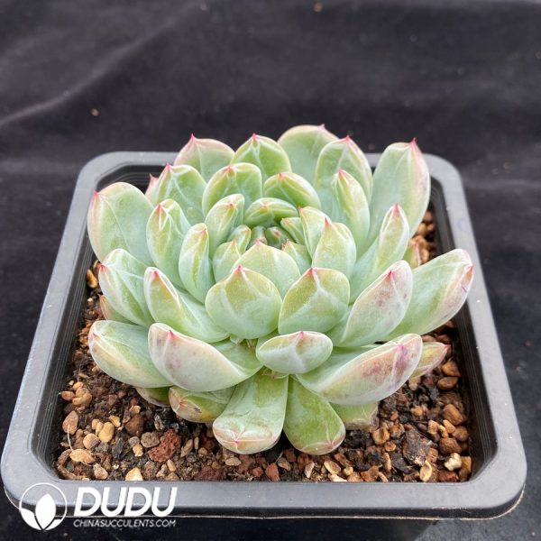 Echeveria Snowflake Jenny - Image 2