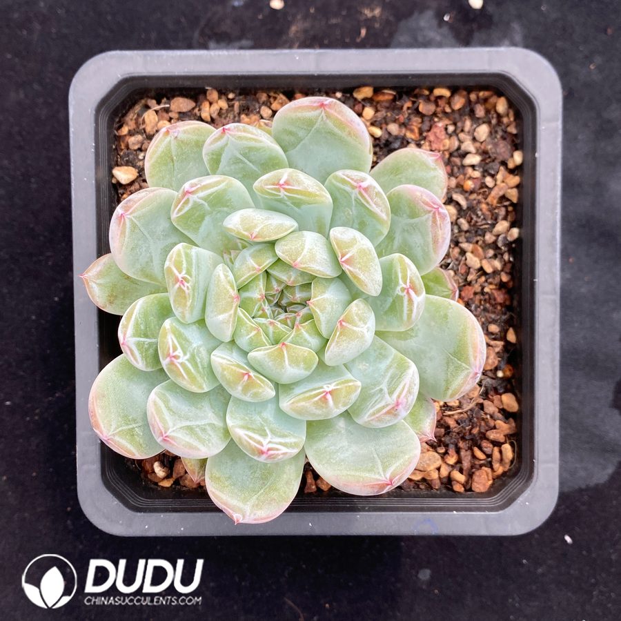 10653D140.jpg Echeveria Snowflake Jenny - Image 1