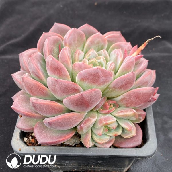 Echeveria Strawberry Bobo - Image 2