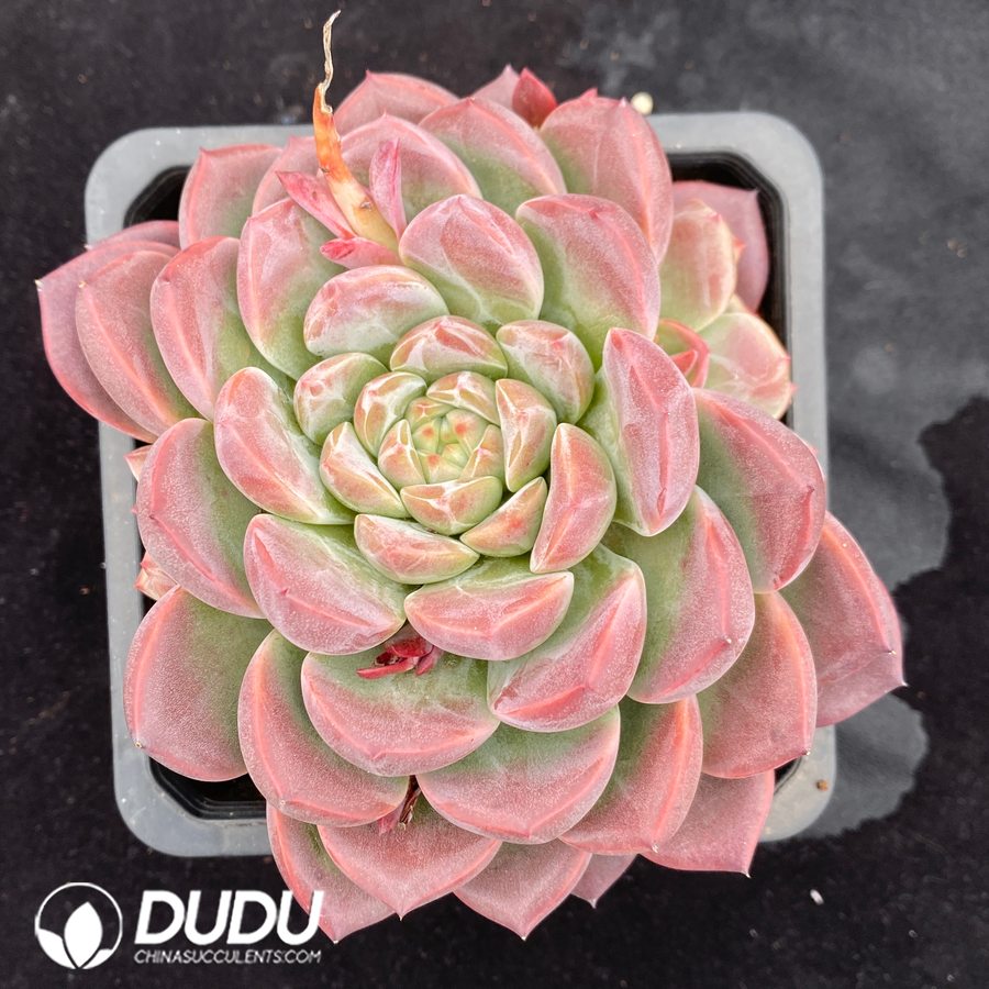 10654D140.jpg Echeveria Strawberry Bobo - Image 1