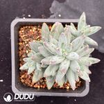Pachyphytum Phoenix Feather