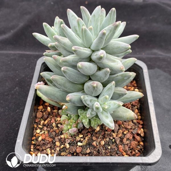 Pachyphytum Phoenix Feather - Image 2