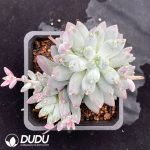 Pachyphytum Urakla
