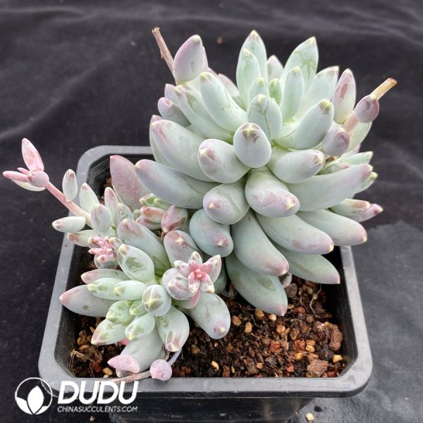 Pachyphytum Urakla - Image 2