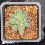 Pachyphytum Urak