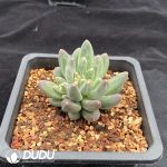 Pachyphytum Urak - Image 2