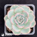 Echeveria Puff