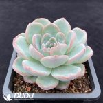 Echeveria Puff - Image 2