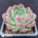 Echeveria Pink Cheek - Image 2