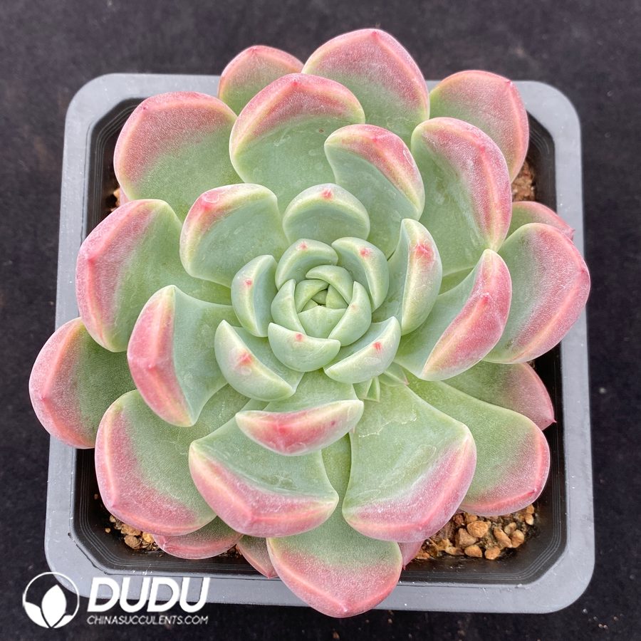 10659D140.jpg Echeveria Pink Cheek - Image 1