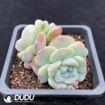 Echeveria Super Ice Jade - Image 2
