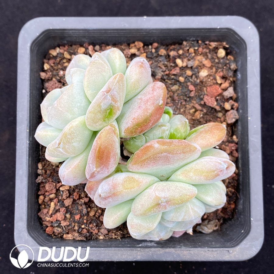 10660D140.jpg Echeveria Super Ice Jade - Image 1