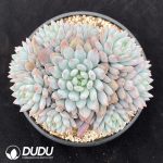 Echeveria Banxia Clustering