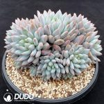 Echeveria Banxia Clustering - Image 2