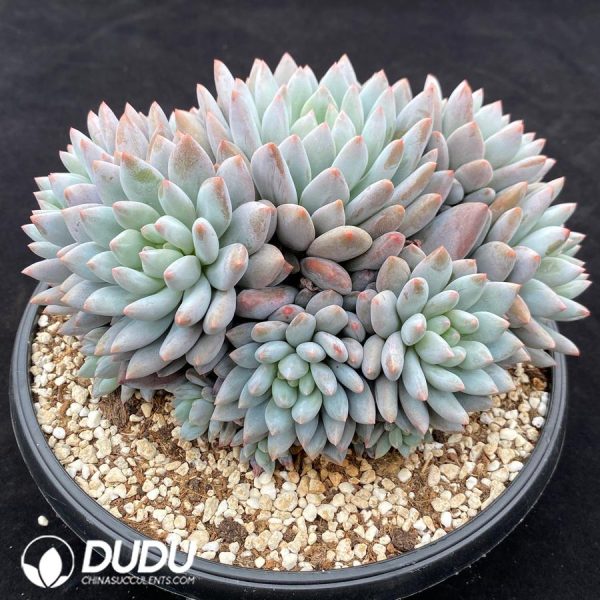 Echeveria Banxia Clustering - Image 2