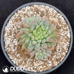 Echeveria Ice Beauty Clustering