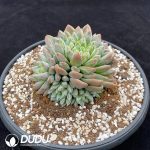 Echeveria Ice Beauty Clustering - Image 2