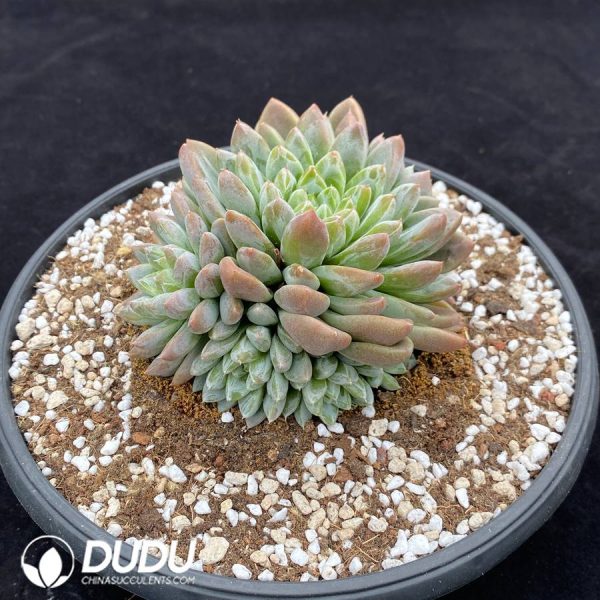 Echeveria Ice Beauty Clustering - Image 2