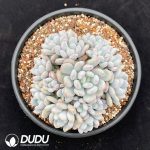 Pachyphytum Fragrant Snow Clustering