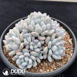 Pachyphytum Fragrant Snow Clustering - Image 2