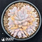 Graptoveria Pink Rabbit Clustering