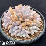 Graptoveria Pink Rabbit Clustering - Image 2