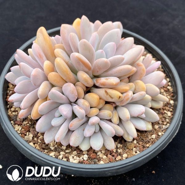 Graptoveria Pink Rabbit Clustering - Image 2