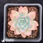 Echeveria Cone Delight