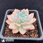 Echeveria Cone Delight - Image 2