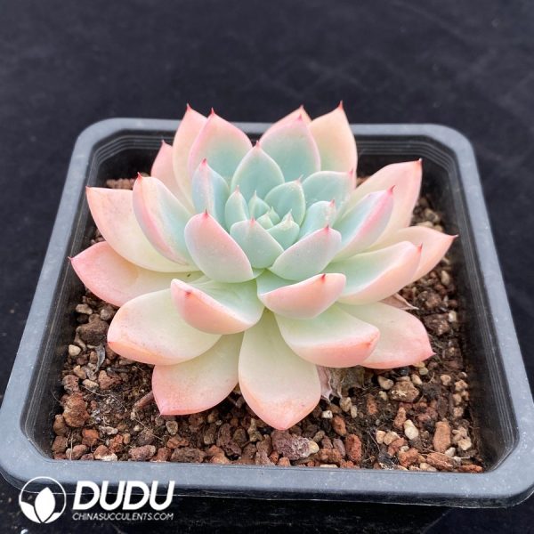 Echeveria Cone Delight - Image 2