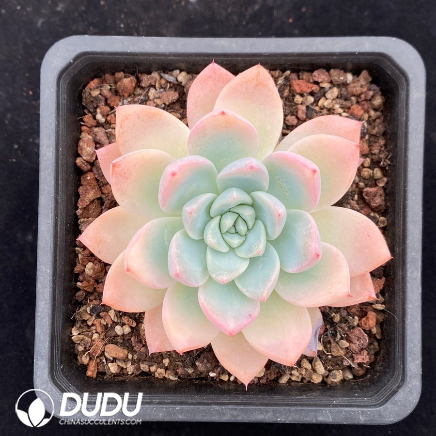 10665D140.jpg Echeveria Cone Delight - Image 1