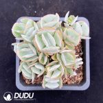 Cotyledon orbiculata Hakubi