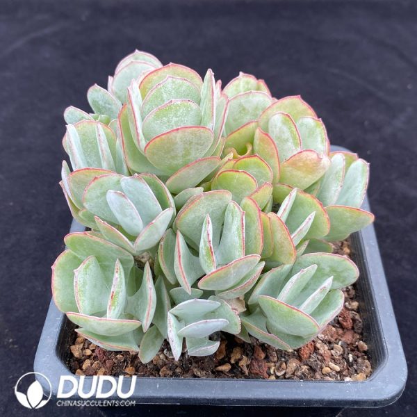 Cotyledon orbiculata Hakubi - Image 2