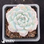 Echeveria Ice Jade Monstrose