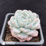 Echeveria Ice Jade Monstrose - Image 2