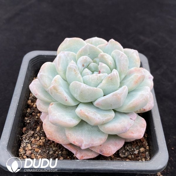 Echeveria Ice Jade Monstrose - Image 2