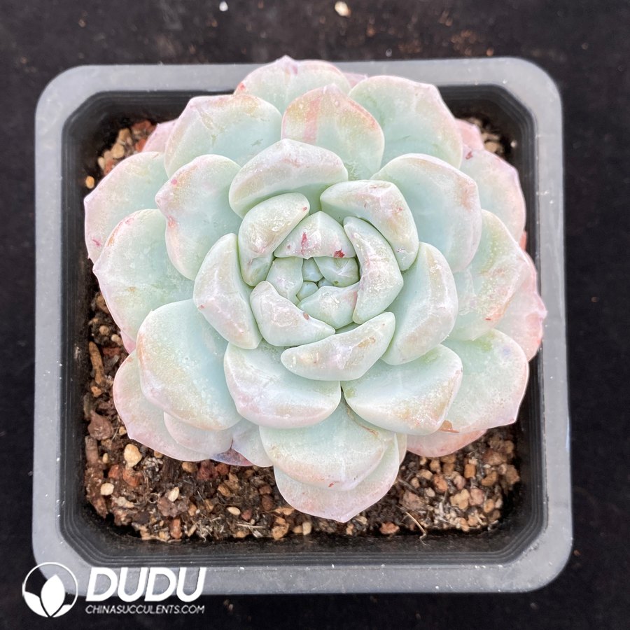 10667D140.jpg Echeveria Ice Jade Monstrose - Image 1