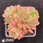 Echeveria Round Orange Clustering