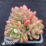 Echeveria Round Orange Clustering - Image 2