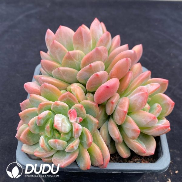 Echeveria Round Orange Clustering - Image 2