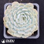 Echeveria Colorstar