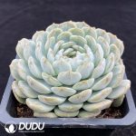 Echeveria Colorstar - Image 2