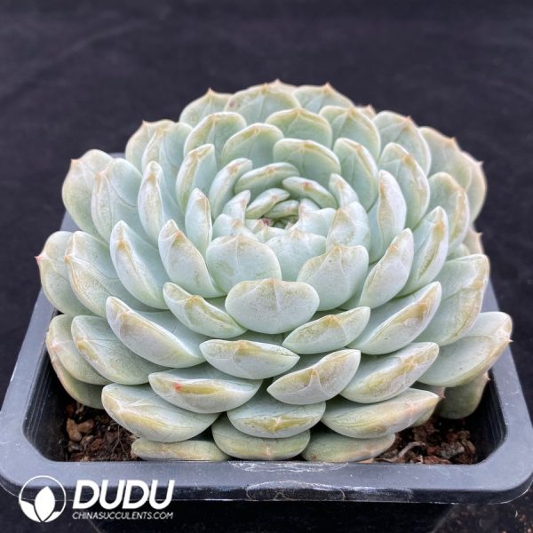 Echeveria Colorstar - Image 2
