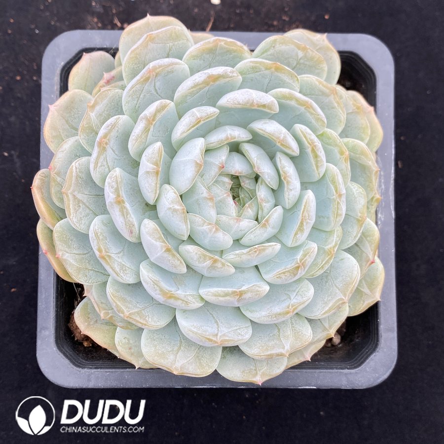10669D140.jpg Echeveria Colorstar - Image 1