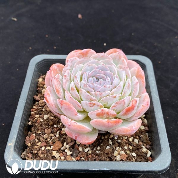 Echeveria Grace - Image 2