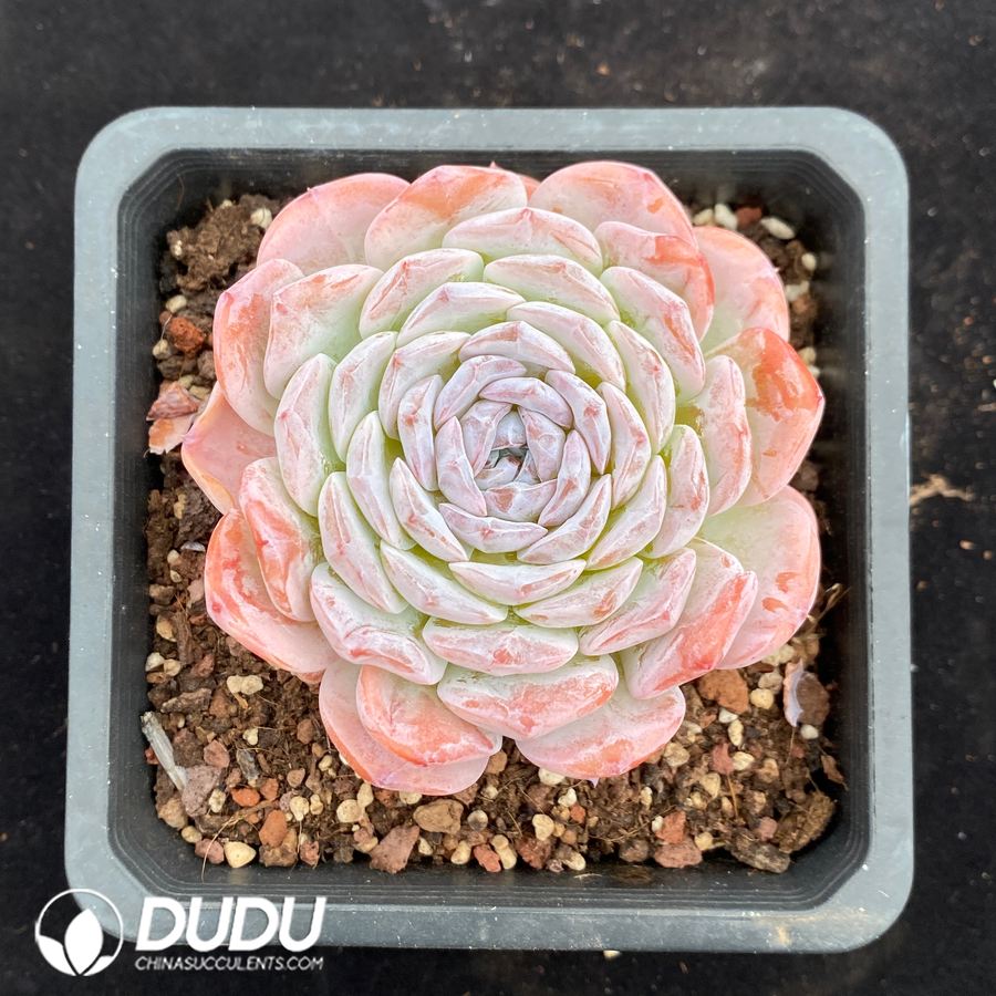 10670D140.jpg Echeveria Grace - Image 1