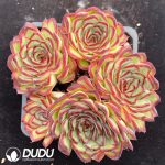 Echeveria Bolognese Rose Clustering