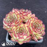 Echeveria Bolognese Rose Clustering - Image 2